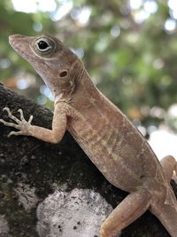 Close-up of lizard on tree