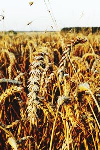 Close-up of stalks in field