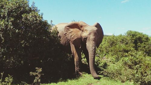 Elephant amidst trees on grassy field against sky