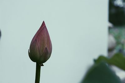 Close-up of plant against blurred background