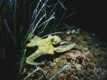 Close-up of turtle swimming in sea