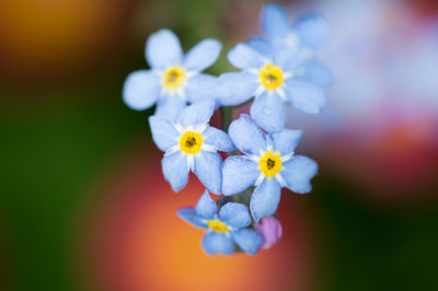 Close-up of flowers against blue sky