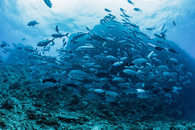 Fish swimming in sea