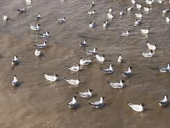 High angle view of seagulls flying