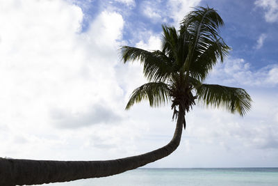 tropical climate