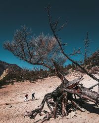 Low angle view of bare tree against clear sky