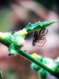 Close-up of fly on leaf