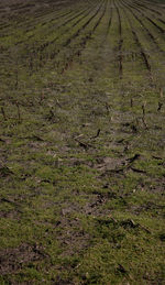 High angle view of rice field