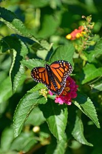 Close-up of butterfly pollinating on flower