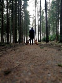 Rear view of man walking in forest