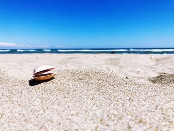 Surface level of shells on beach against clear blue sky