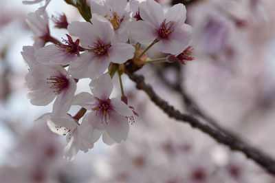 Close-up of cherry blossom