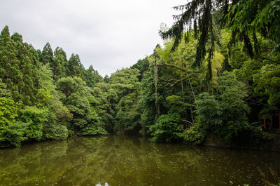 Scenic view of river amidst trees in forest against sky