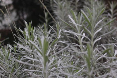 Close-up of plants growing on field