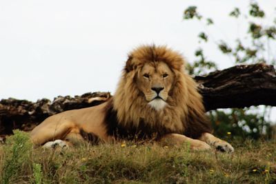 Lion relaxing outdoors