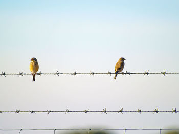 Low angle view of birds perching on barbed wire against clear sky