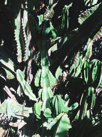 Cactus plants