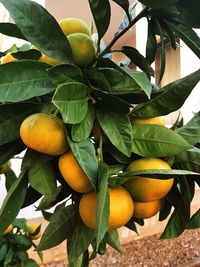 Close-up of fruits growing on tree