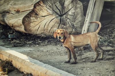 Portrait of a dog