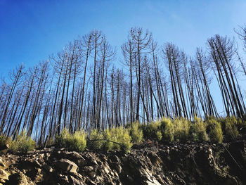 Low angle view of tall trees against sky