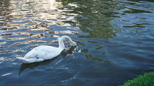High angle view of swan swimming in lake