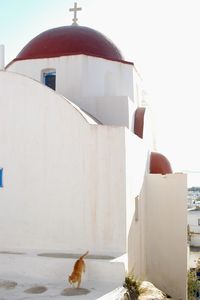 Cat living in mykonos town