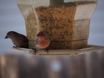 Side view of birds against blurred background