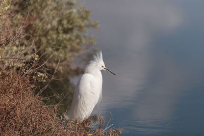 Close-up of snowy egret by lake 