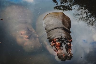 Close-up portrait of turtle in lake