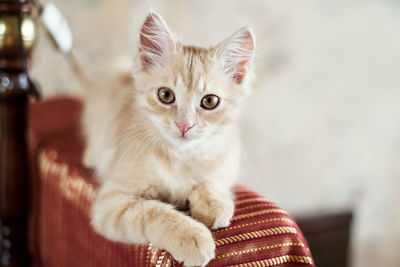 Close-up portrait of kitten