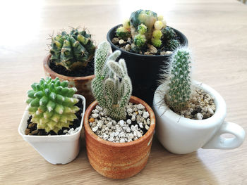 High angle view of potted plants on table