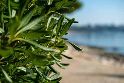 Close-up of fresh green plant in water