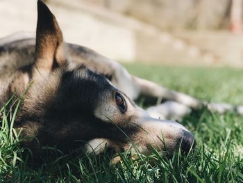 Close-up of dog on field