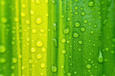 Macro shot of water drops on leaf