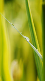 Close-up of dew on grass