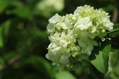 Close-up of hydrangea blooming outdoors