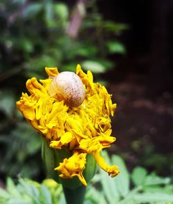 Close-up of yellow flower growing in garden