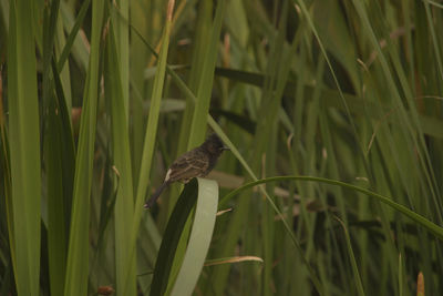 Close-up of bird perching on grass