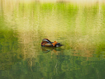 High angle view of a duck floating on lake