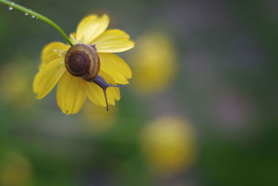 Close-up of snail on flower