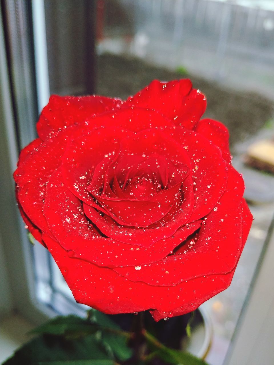 red, flower, petal, close-up, freshness, flowering plant, fragility, vulnerability, flower head, plant, inflorescence, wet, focus on foreground, beauty in nature, growth, no people, water, nature, drop, outdoors, rain, raindrop, dew