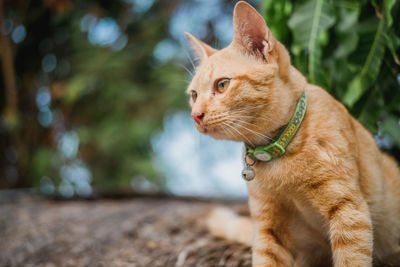 Close-up of a cat looking away