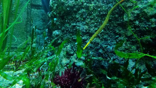 Plants growing in water