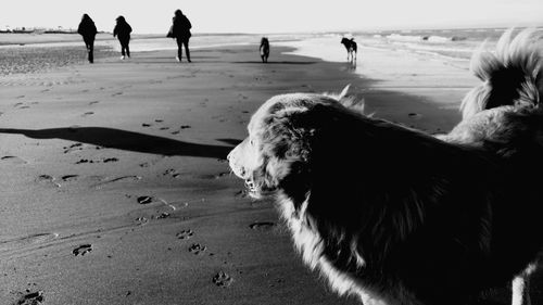 Close-up of dog walking on beach