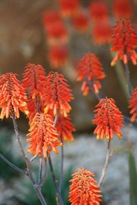 Close-up of red flowers