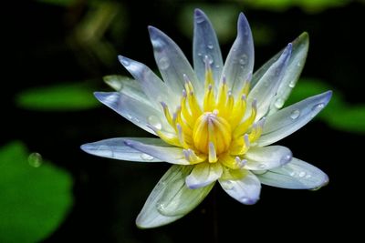 Close-up of water lily blooming outdoors