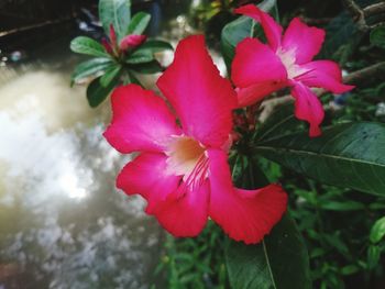 Close-up of pink hibiscus blooming outdoors