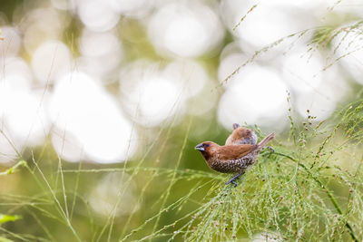 Close-up of bird perching on plant