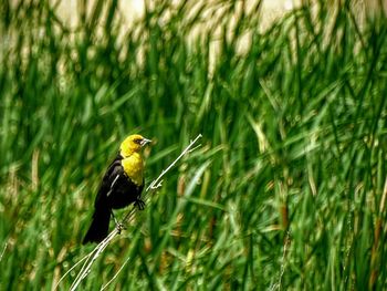 Close-up of bird perching on grass