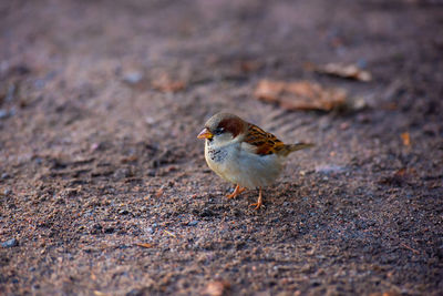 High angle view of bird on land